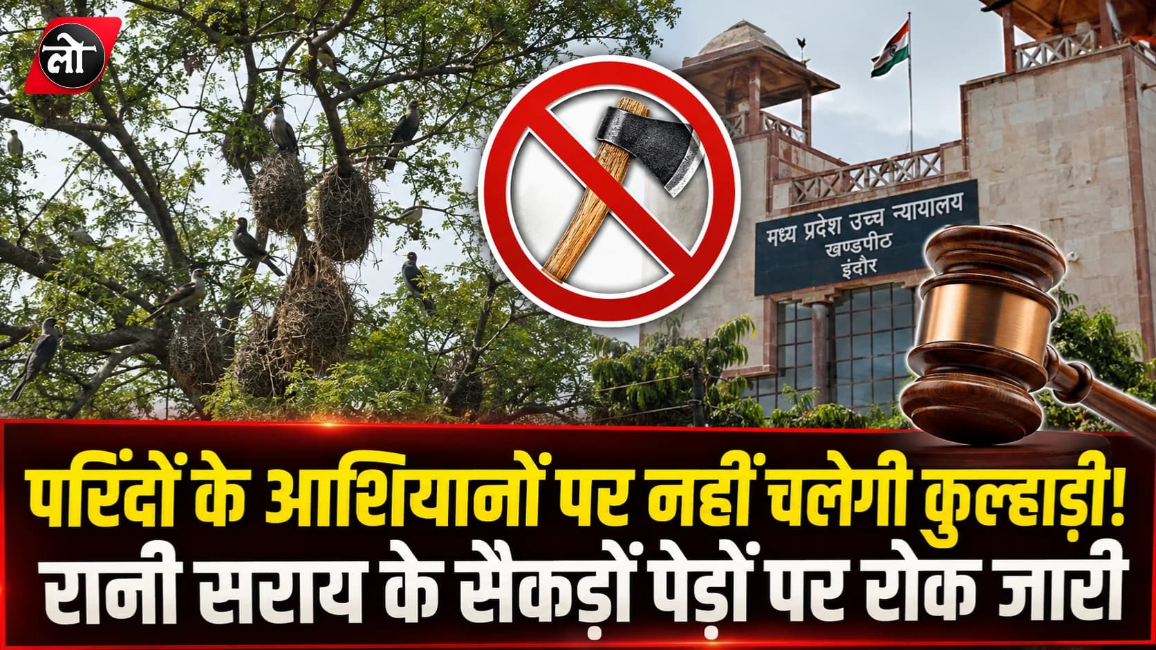 परिंदों के आशियानों पर फिलहाल नहीं चलेगी कुल्हाड़ी! रानी सराय के पेड़ों को हाई कोर्ट से राहत जारी