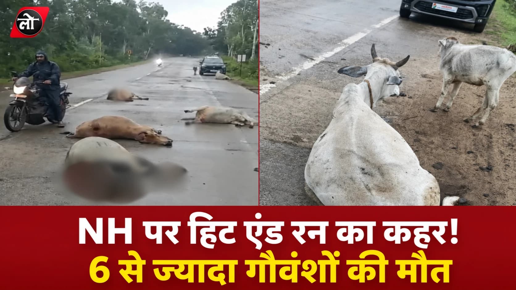 NH-43 पर मौत बनकर दौड़ा अज्ञात वाहन! 6 से ज्यादा गौवंशों की कुचलकर मौत, कई घायल; चालक फरार