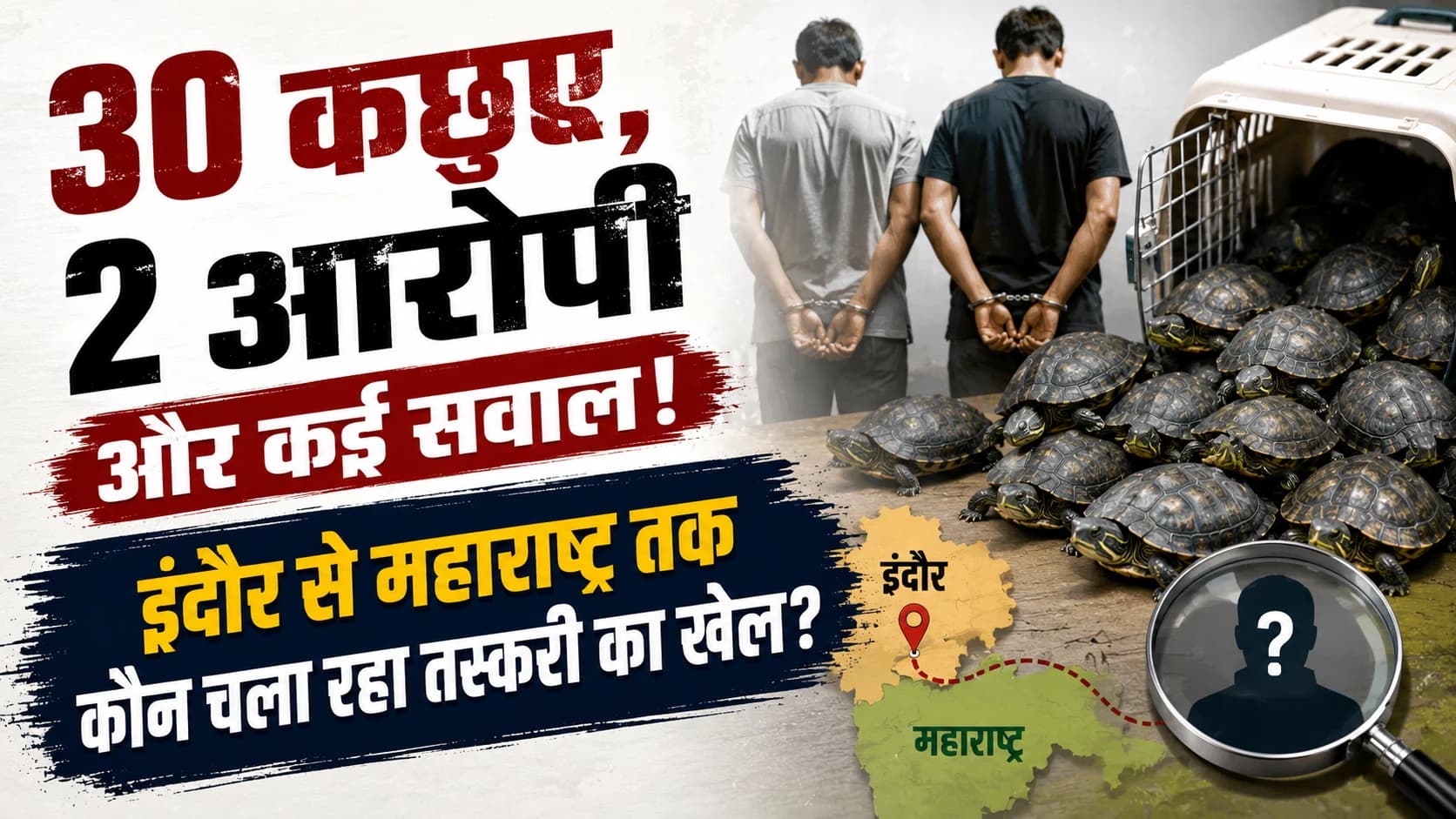 30 कछुओं के पीछे कौन? इंदौर में गिरफ्तारी के बाद खुलने लगी तस्करी की परत, महाराष्ट्र तक पहुंची जांच