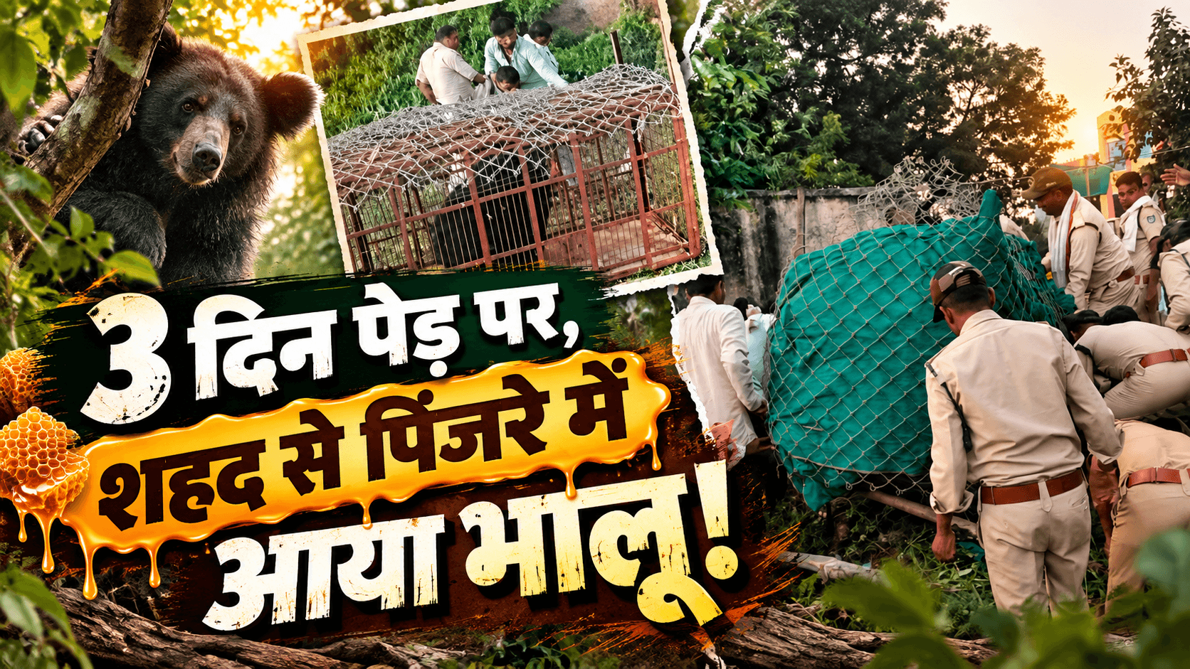 तीन दिन पेड़ पर बैठा रहा भालू, शहद की खुशबू से पिंजरे तक पहुंचा; इंदौर की टीम ने किया रेस्क्यू